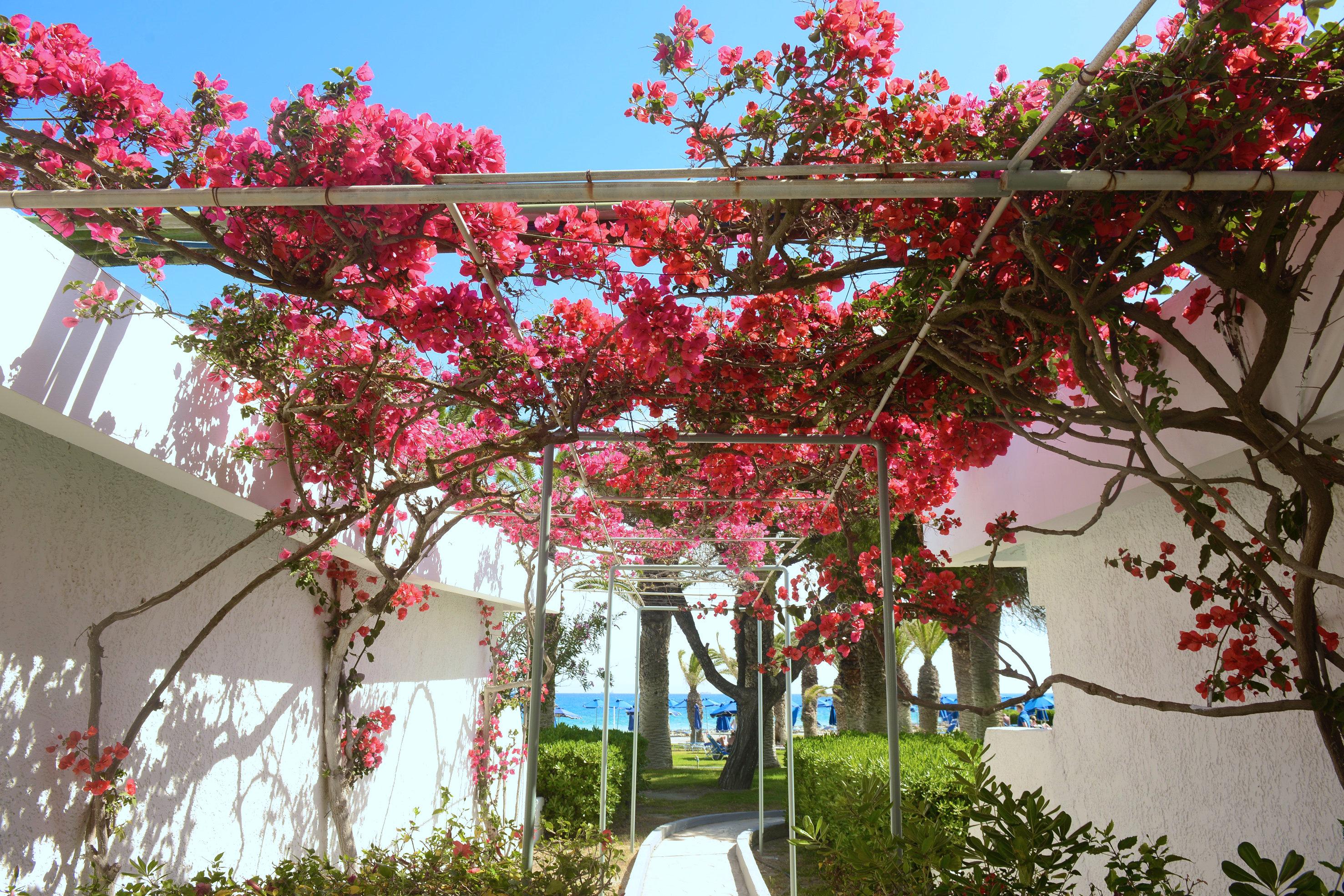Blue Horizon Hotel เอียลิซอส ภายนอก รูปภาพ